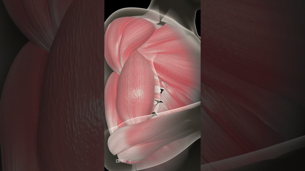 Muscle Operation Muscle Hypertrophy Explained (What Makes Muscle Grow) - PracticalFitness